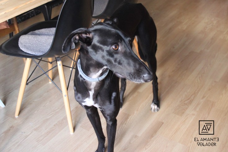 PetPlanner5_ELAMANTEVOLADOR